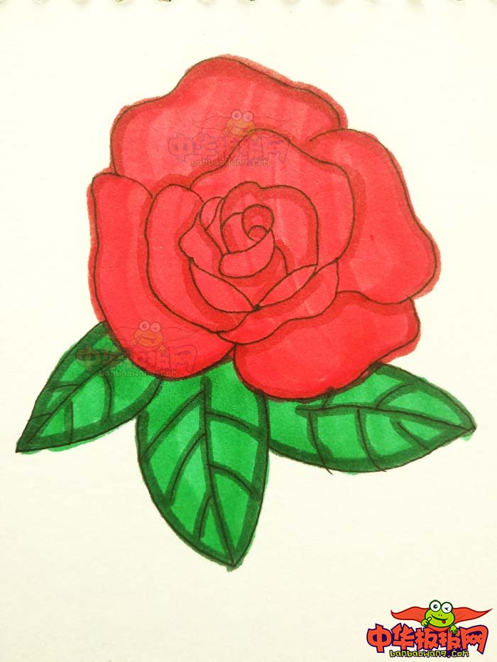 盛开玫瑰花的画法步骤图解