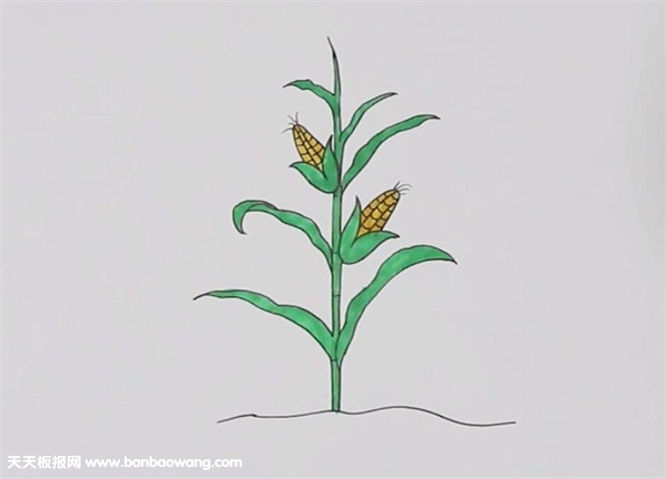 一棵玉米简笔画彩色的步骤图解