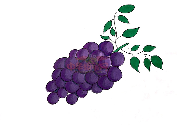 画难的一串葡萄