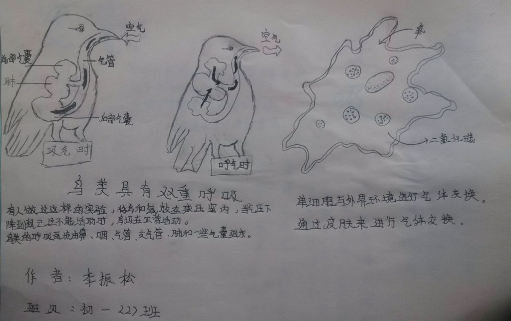 生物呼吸作用手抄报