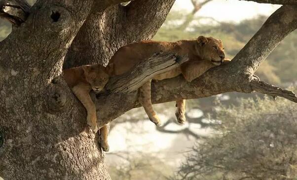 狮子到底会不会爬树