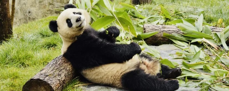 大熊猫到底吃不吃肉