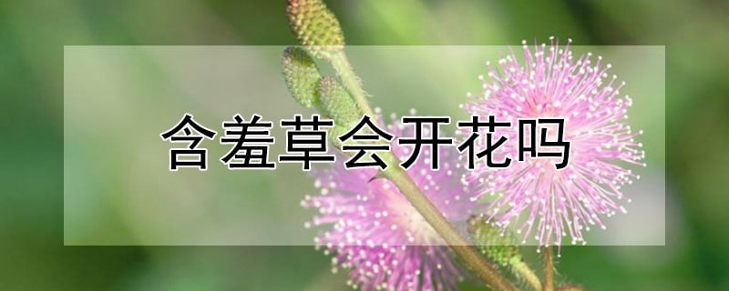 含羞草能开花结果吗