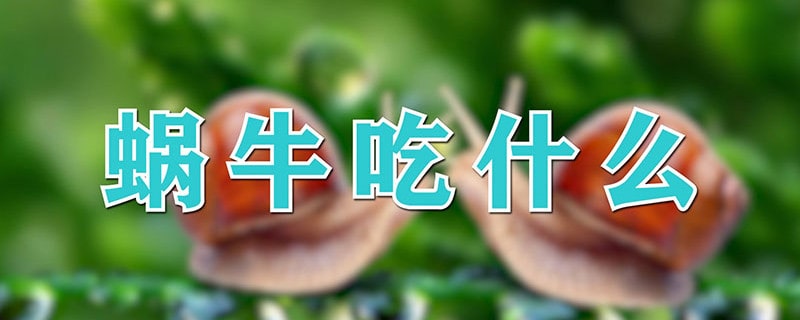 蜗牛的食物主要是什么