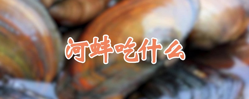 河蚌的食物主要是什么