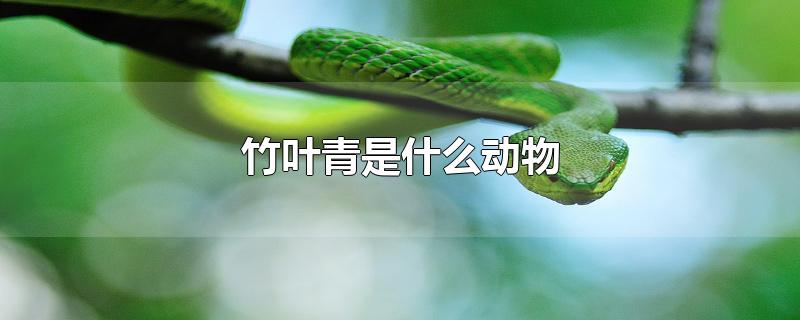 竹叶青是指什么动物 竹叶青是蛇