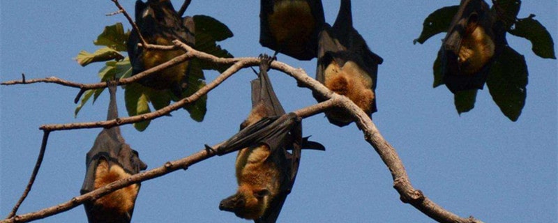 蝙蝠休息和睡觉时保持什么姿势