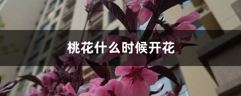 桃花的开花季节是什么时候