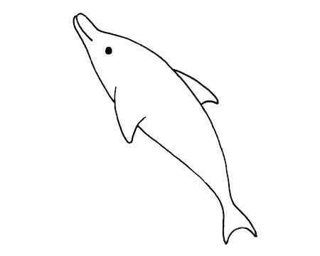 简单有趣的海豚铅笔画图片