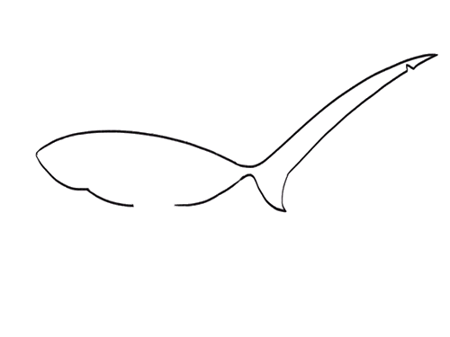 长尾鲨鱼简笔画怎么画好看